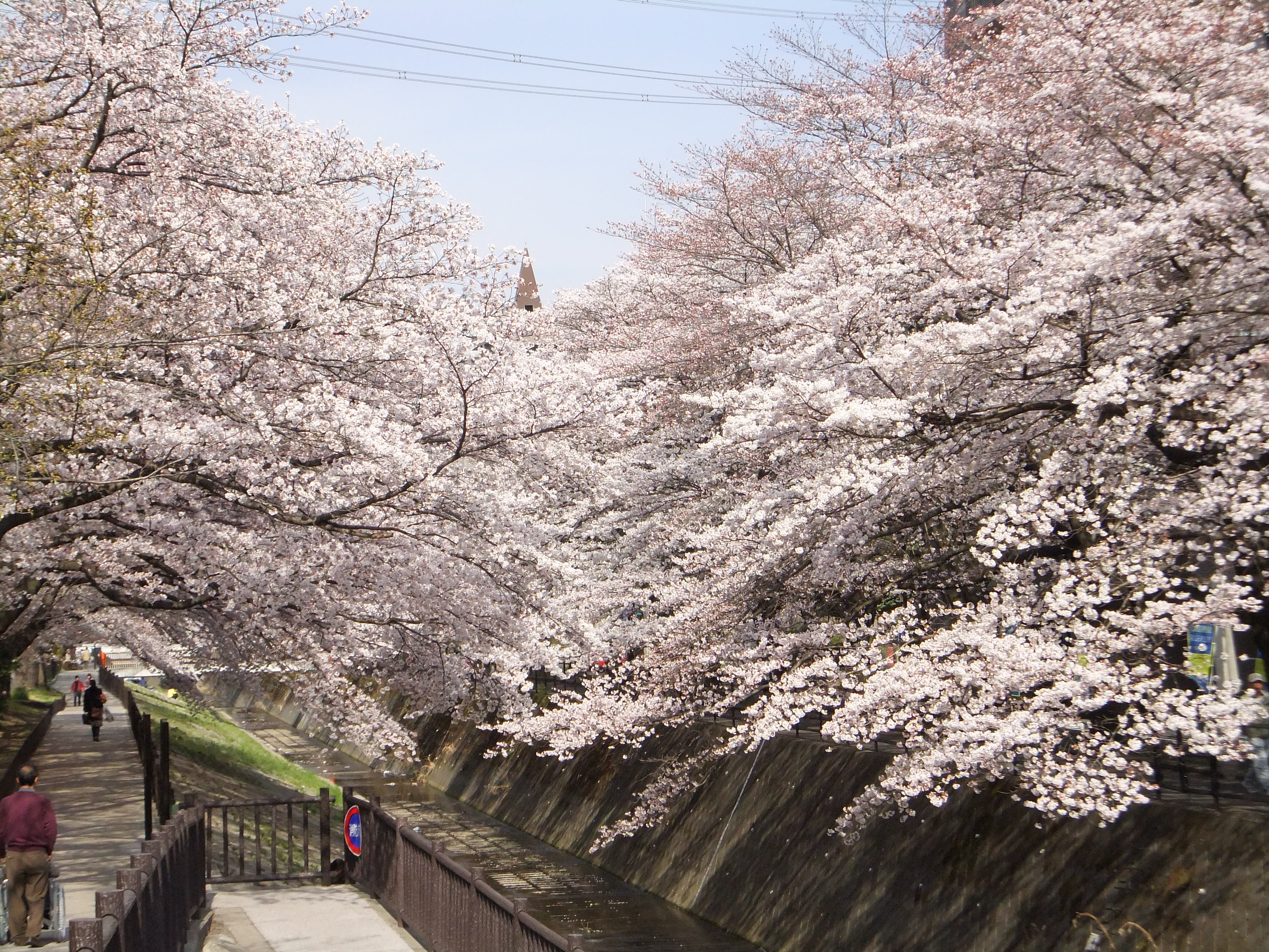 多摩市　遊歩道沿いの桜