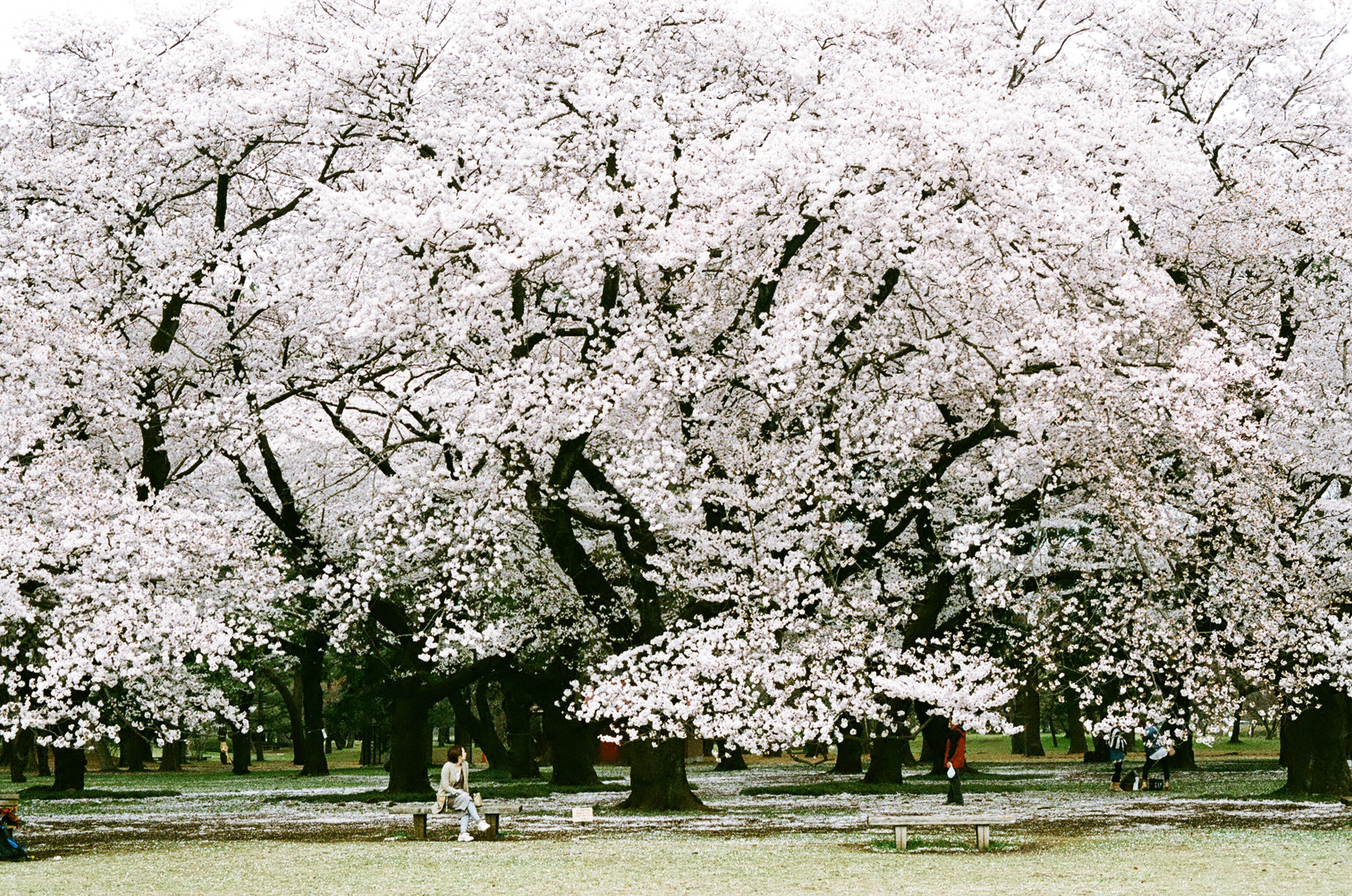 小金井 公園 桜